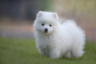 草地上的白色博美犬