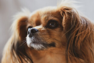 金毛犬头部特写