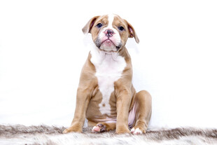可爱斗牛犬幼犬坐姿照
