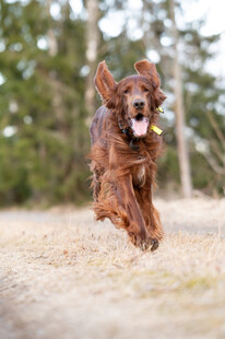 户外奔跑的长毛宠物犬