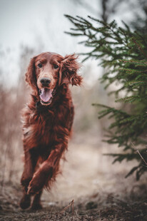 户外奔跑的爱尔兰雪达犬