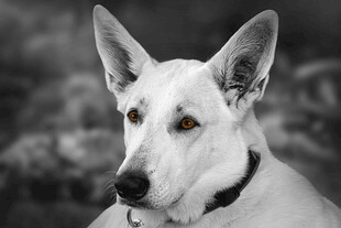 白色宠物犬头部特写
