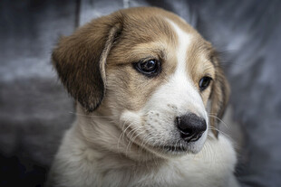 可爱幼犬肖像特写