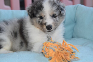 可爱陨石边牧幼犬