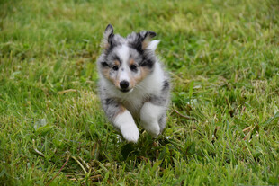 草坪上奔跑的边牧幼犬
