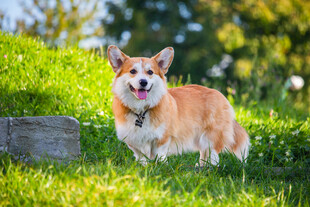 户外草坪上的柯基犬