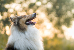 夕阳下的牧羊犬