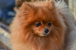 可爱棕色博美犬