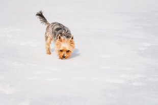 雪地中的虎斑小猫