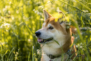 草丛中的可爱柴犬