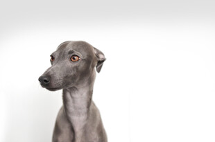 灰色灵缇犬半身肖像