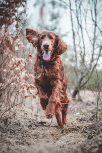 林间奔跑的红毛猎犬