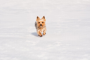 雪地中的小萌犬