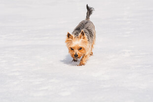 雪地奔跑的约克夏犬