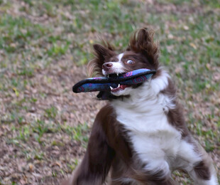 叼飞盘的边牧犬