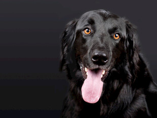 吐舌黑犬肖像照