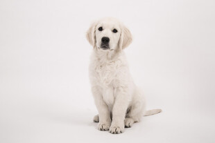 可爱拉布拉多幼犬