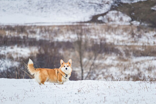 雪地中的柯基萌犬