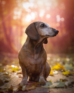 秋日里的腊肠犬