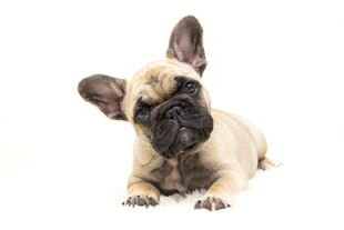 呆萌法斗幼犬