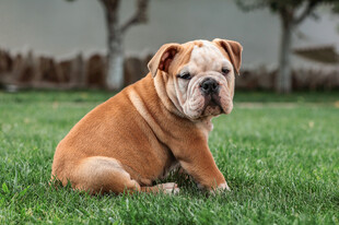 草坪上的英斗幼犬