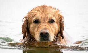水中游泳的金毛犬