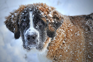 风雪中的圣伯纳犬