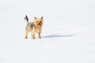 雪地中的约克夏犬