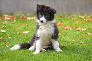 草坪上的边牧幼犬
