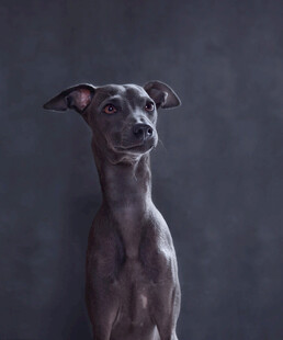 灰色灵缇犬肖像