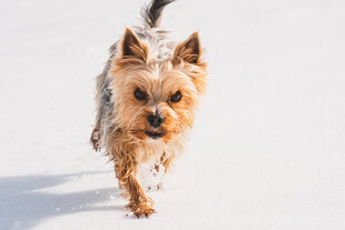 雪地奔跑的约克夏犬