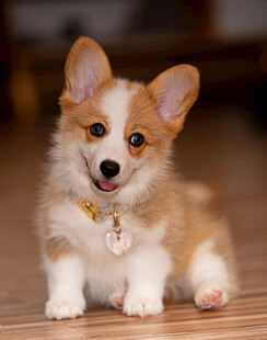 可爱柯基幼犬