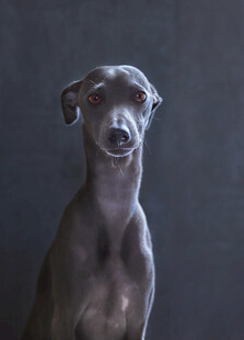 灰灵缇犬正面端坐肖像
