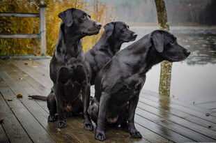 三只并排端坐的威玛犬
