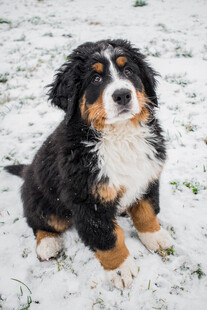 雪地可爱伯恩山幼犬