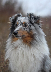 户外陨石色牧羊犬