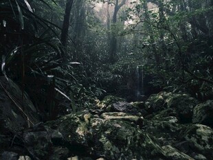 林间幽径自然风景