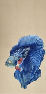 暹罗斗鱼插画