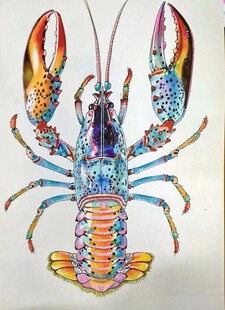 龙虾插画