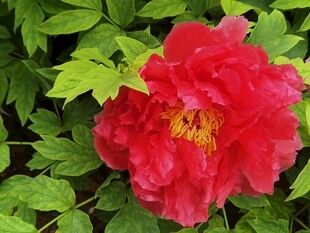 红色牡丹花
