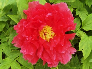艳丽红牡丹花朵