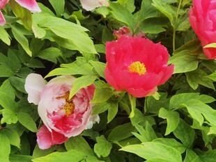 艳丽芍药花盛开