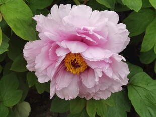 粉牡丹花卉