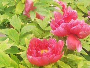 春日红牡丹盛放
