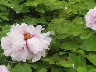 淡粉牡丹花开