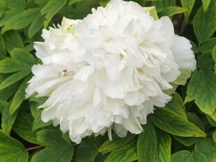 白色重瓣芍药花