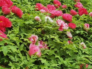 春日牡丹花丛