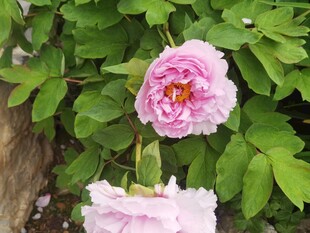 粉牡丹花开绿叶间