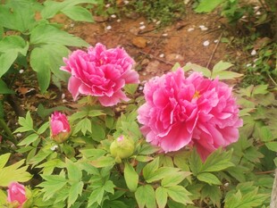 春日娇艳红牡丹