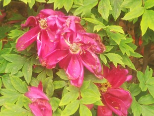 玫红铁线莲花卉
